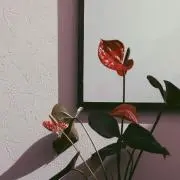ようようの画像