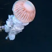 みーももの画像