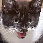 えりの画像