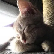 とらぱゆの画像