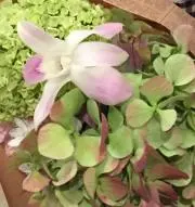 いちご