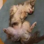 Aクロの画像
