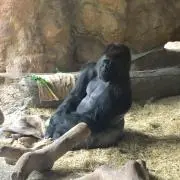 チの画像