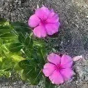 お茶の画像