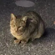 ねこまるの画像