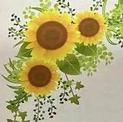 向日葵の画像