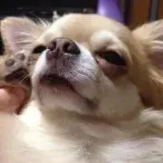 ちわわん♪