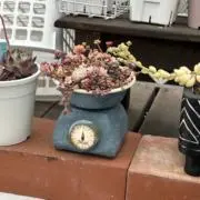 テディの画像