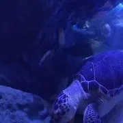 はな