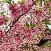 chia@お纏め購入歓迎!!値引き◎の画像