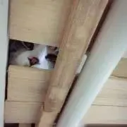 にゃにゃ