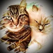 catの画像