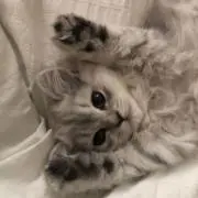 莉の画像