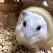 ななの画像