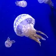 akiの画像