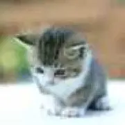 はくみんの画像