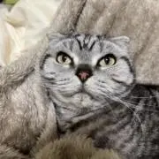 フェンの画像