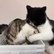 ぴぴすの画像