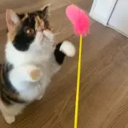 悠ちゃんの画像