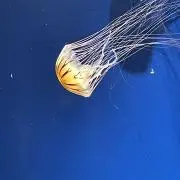 Kanabunの画像