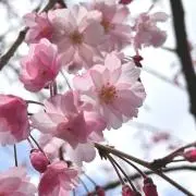 hana＊の画像