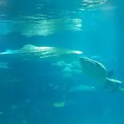 魚好きの人間の画像