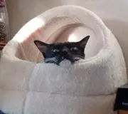 teteの画像
