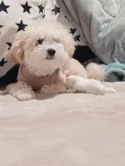 niko.の画像