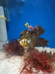 ぷんちゃんの画像