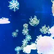 とまとの画像