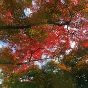 kelticの画像