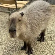 らいぱち