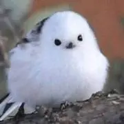 あっちゃんの画像