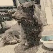 あーるの画像