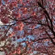 さくの画像