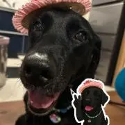 トマトの画像