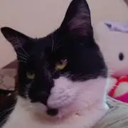渡辺智子