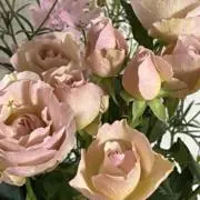 まみるの画像