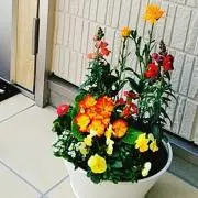 ままぴっぴ