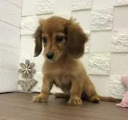 ⭐ミルキー⭐の画像