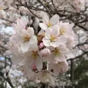 pocoの画像