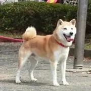 わん太郎