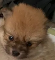 ポメの画像