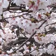 薄桜鬼 新選組炎舞録〈2枚組〉生写真付き - メルカリ