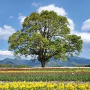 桃太郎*の画像