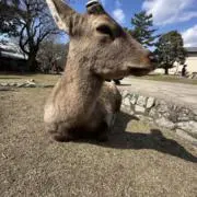 じょんの画像