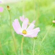 加藤の画像