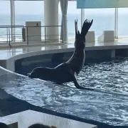 kun