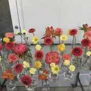 りんりんの画像