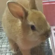 モモ